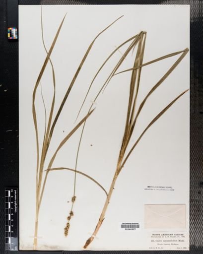 Carex sparganioides