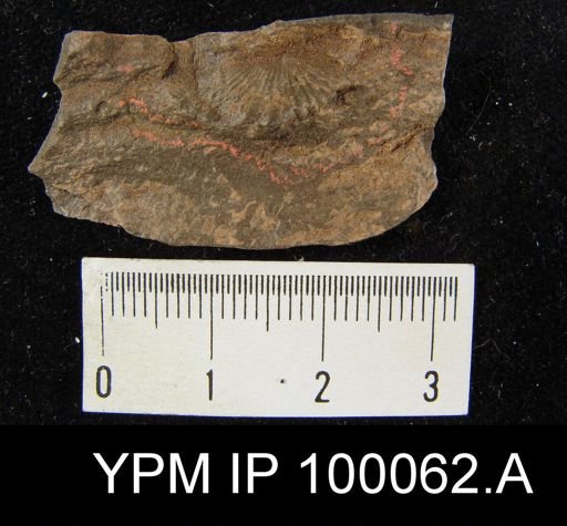 Camarotoechia nucula