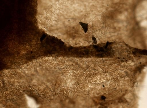 Cliona sp.