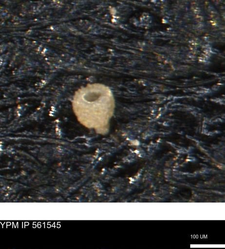 Miliammina ischnia