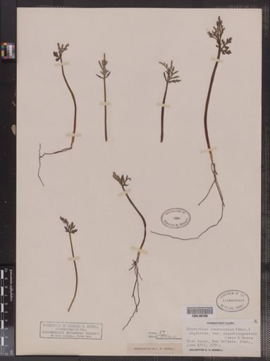 Botrychium lanceolatum