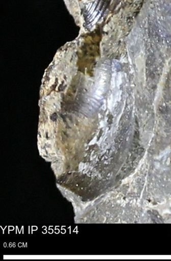 undet. Scaphitidae