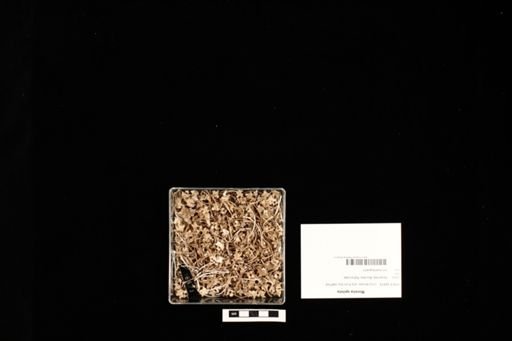 Morelia spilota