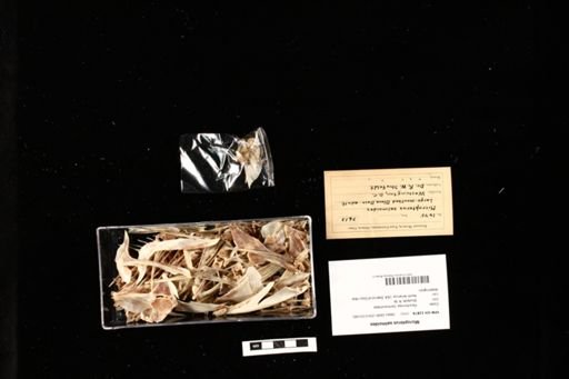 Micropterus salmoides