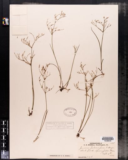 Juncus pelocarpus