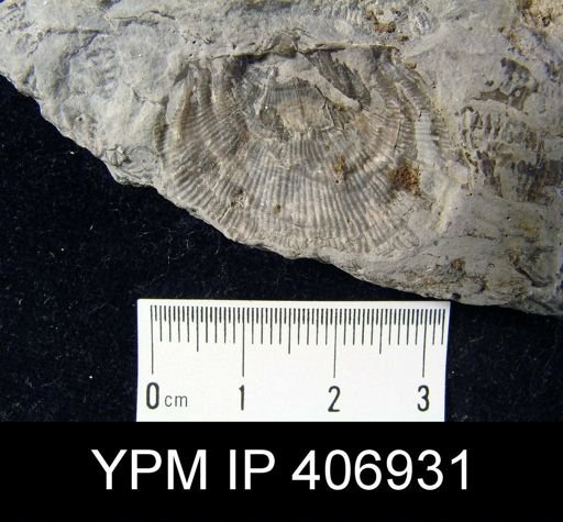 Linoproductus sp.