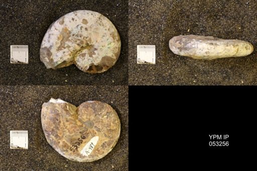 Discoscaphites conradi