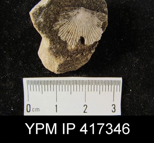Schuchertella subplana