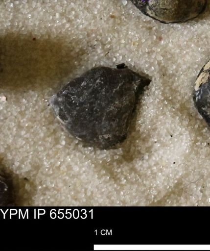 Protocardia