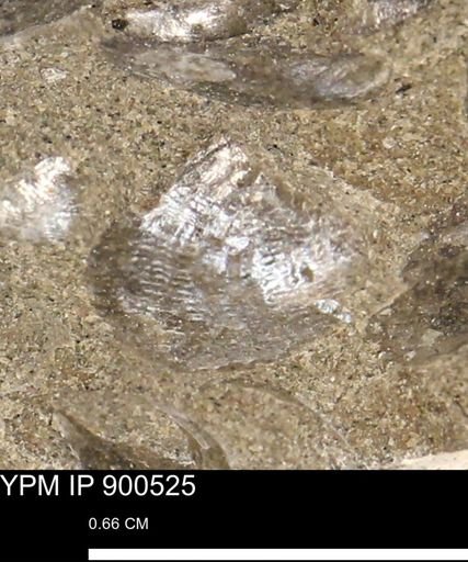 Anomia gryphorhyncha
