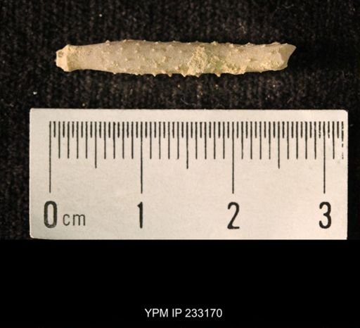 Archaeocidaris sp.