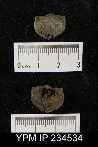 Marginifera muricatina