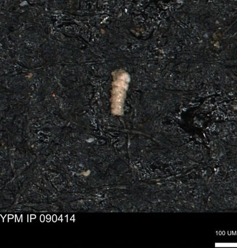 undet. Foraminiferida
