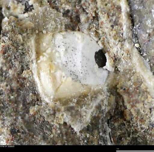 Corbulamella gregaria
