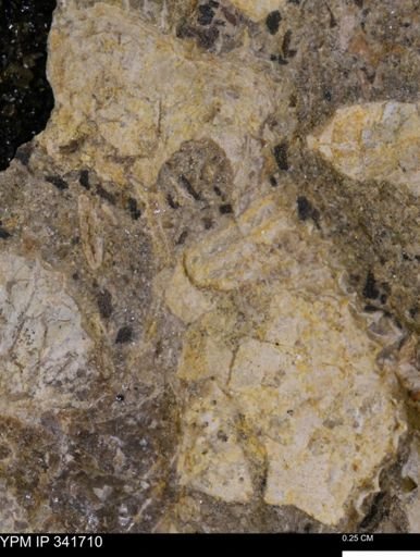 Scaphites sp.