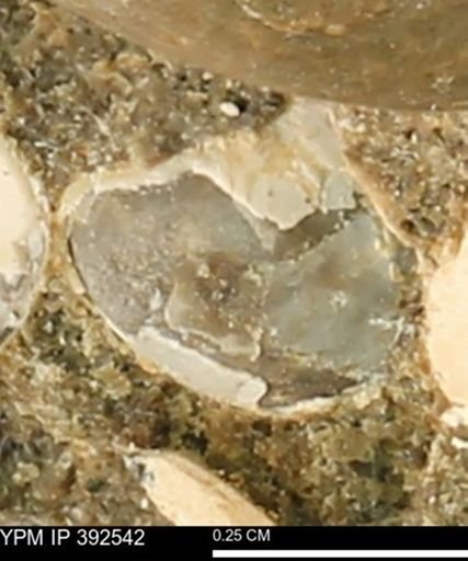 Protocardia subquadrata