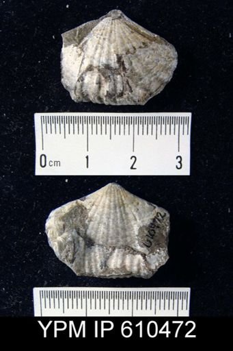 Camarotoechia sappho