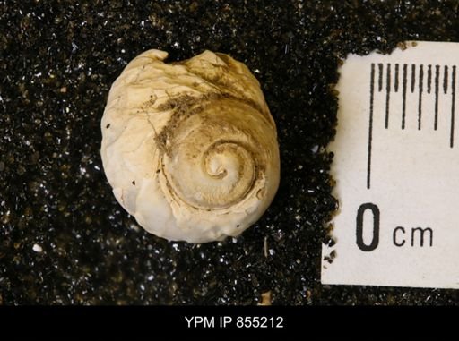 Lunatia concinna