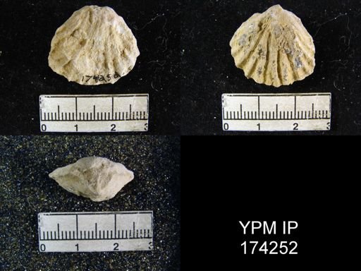 Streptorhynchus sp.