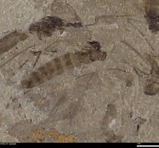 undet. Insecta
