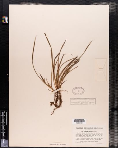 Carex backii