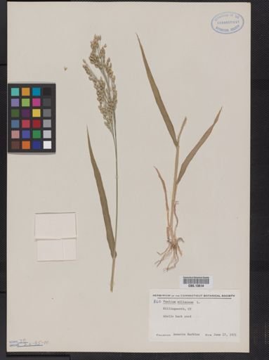 Panicum miliaceum