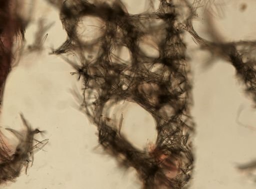Xestospongia muta