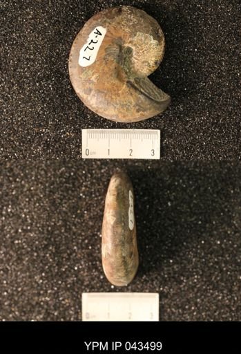 Hoploscaphites nicolletii