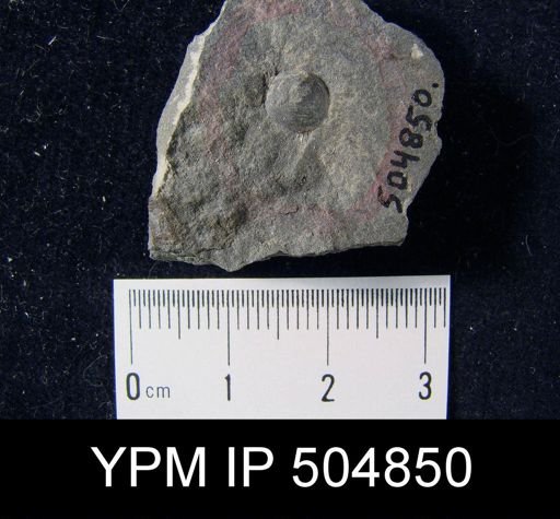 Schizobolus?