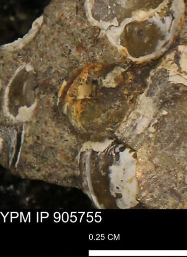 undet. Mollusca
