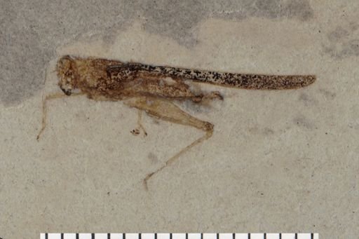 Tetrigidae