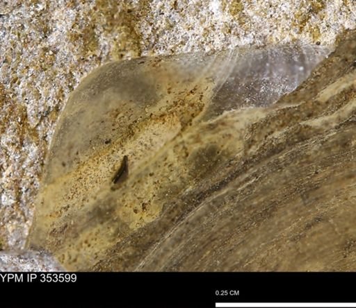 Limopsis striatopunctatus
