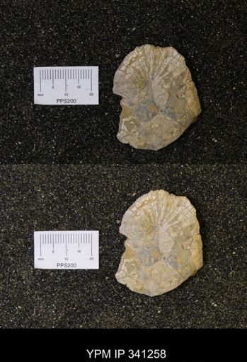 Scaphites sp.