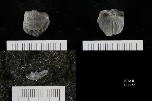 Athyris sp.