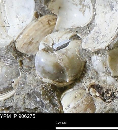 Corbulamella gregaria