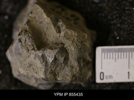 Baculites sp.