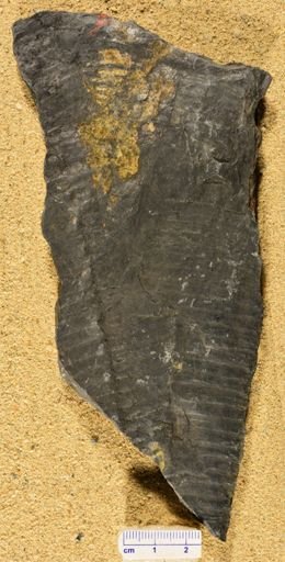 Calamites sp.
