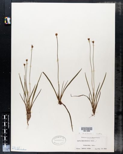 Xyris difformis