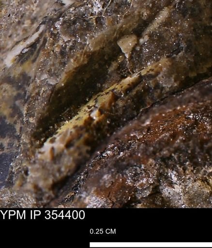 undet. Mollusca