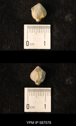 Camarotoechia whitei