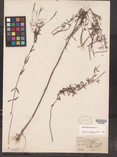 Epilobium palustre