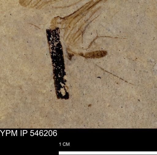 undet. Diptera