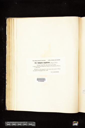 Cladophora scopiformis