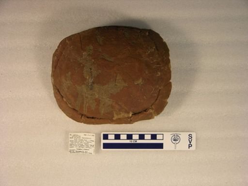 Stylemys nebrascensis