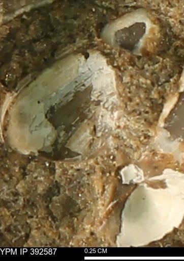 Protocardia subquadrata