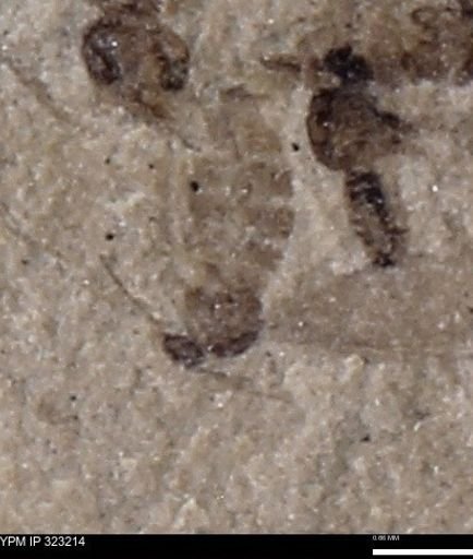 undet. Insecta