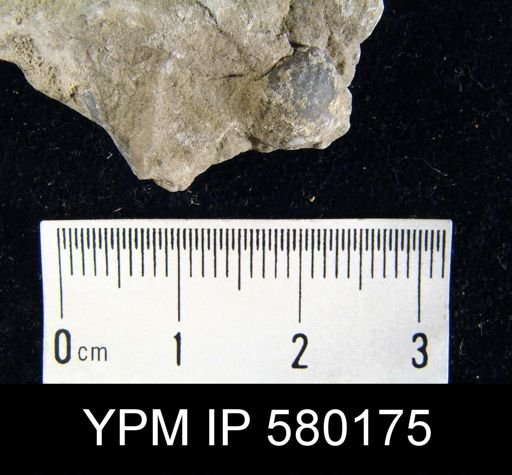Productella sp.