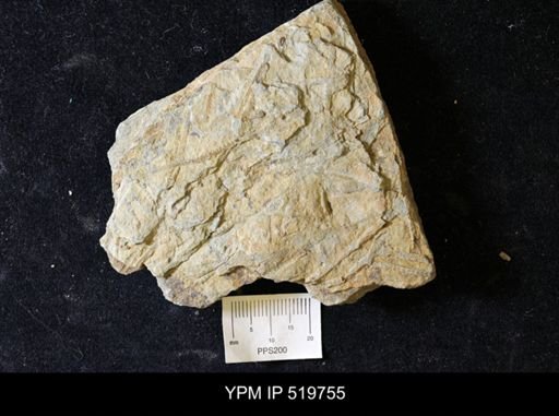 undet. Graptolithina