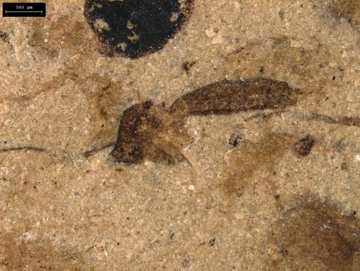 taxon undetermined