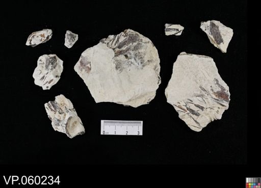 undet. Actinopterygii